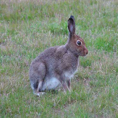 hare ((Lepus timidus) photo: B�rge Pettersson