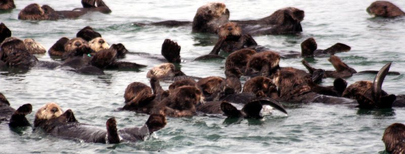 sea otters at Moss Landing