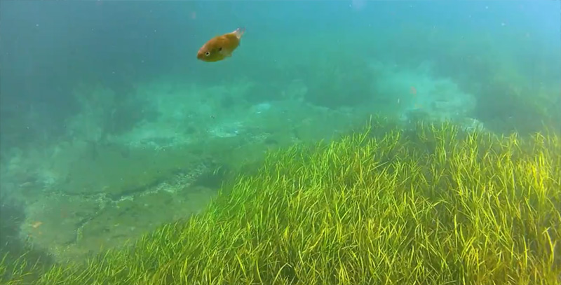 Scuba Diving Rainbow River FL