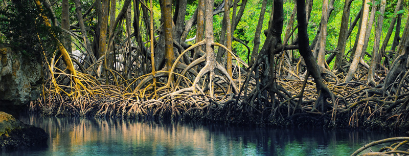 mangroves Dominican republic
