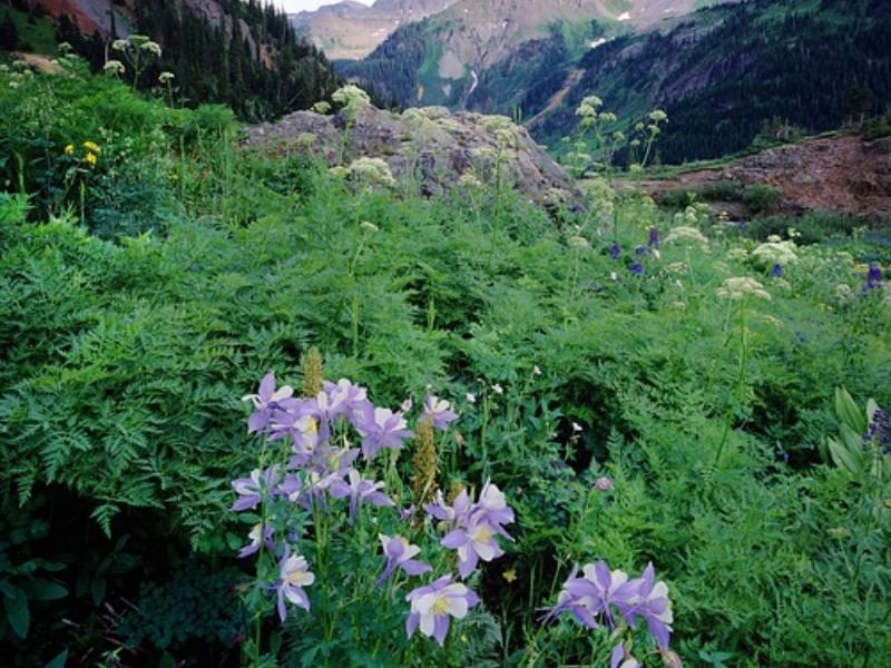 Ouray view