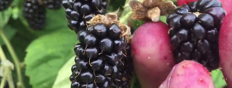 Oregon Marionberries