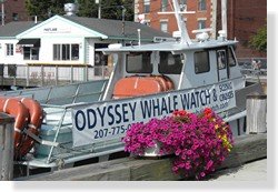 Odyssey Whale Watch Portland Maine
