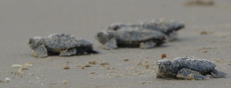 Padre Island Turtles