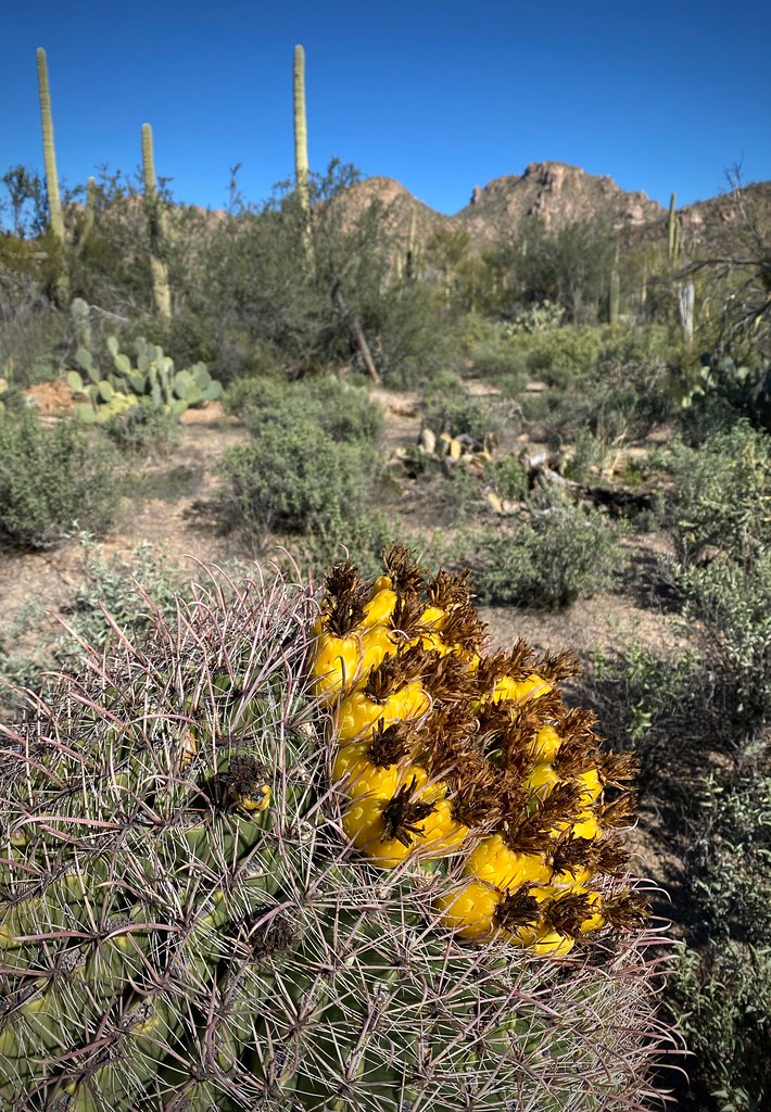 Compass Cactus, Saguaro National Park/Tucson Mountain District
