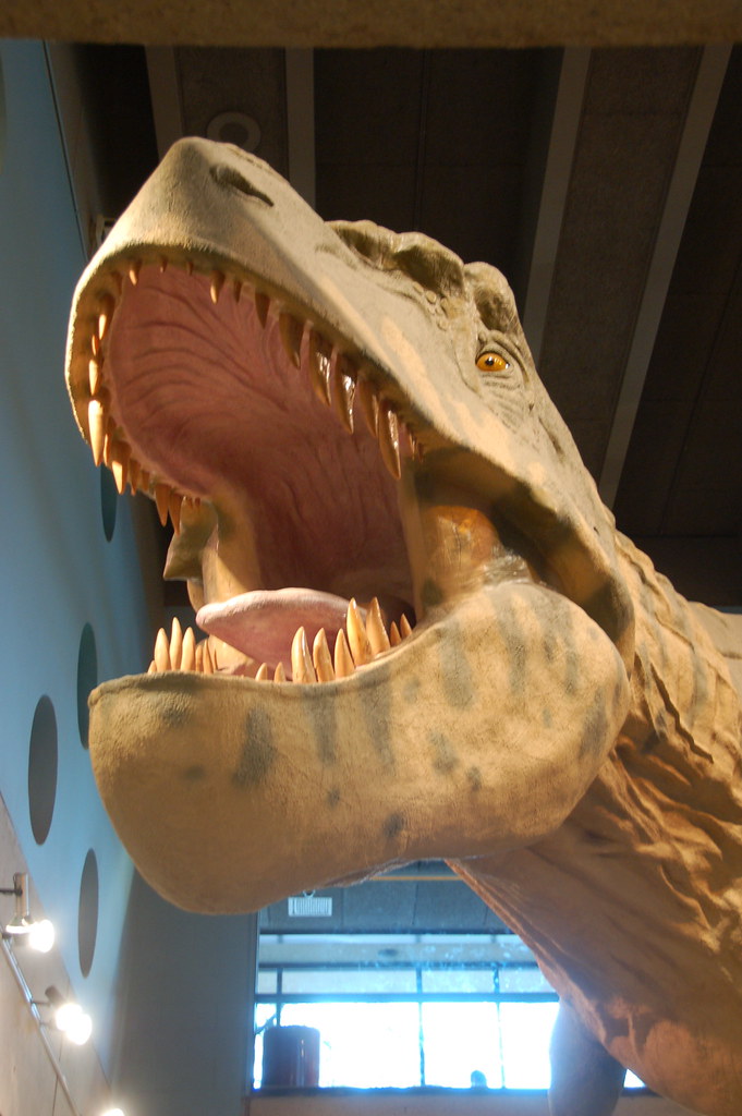 Boston Museum of Science: T. Rex!