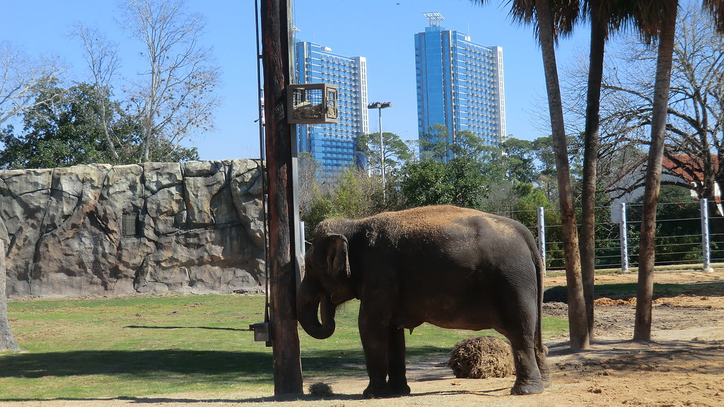 Houston Zoo Discount Tickets Free Fun Guides
