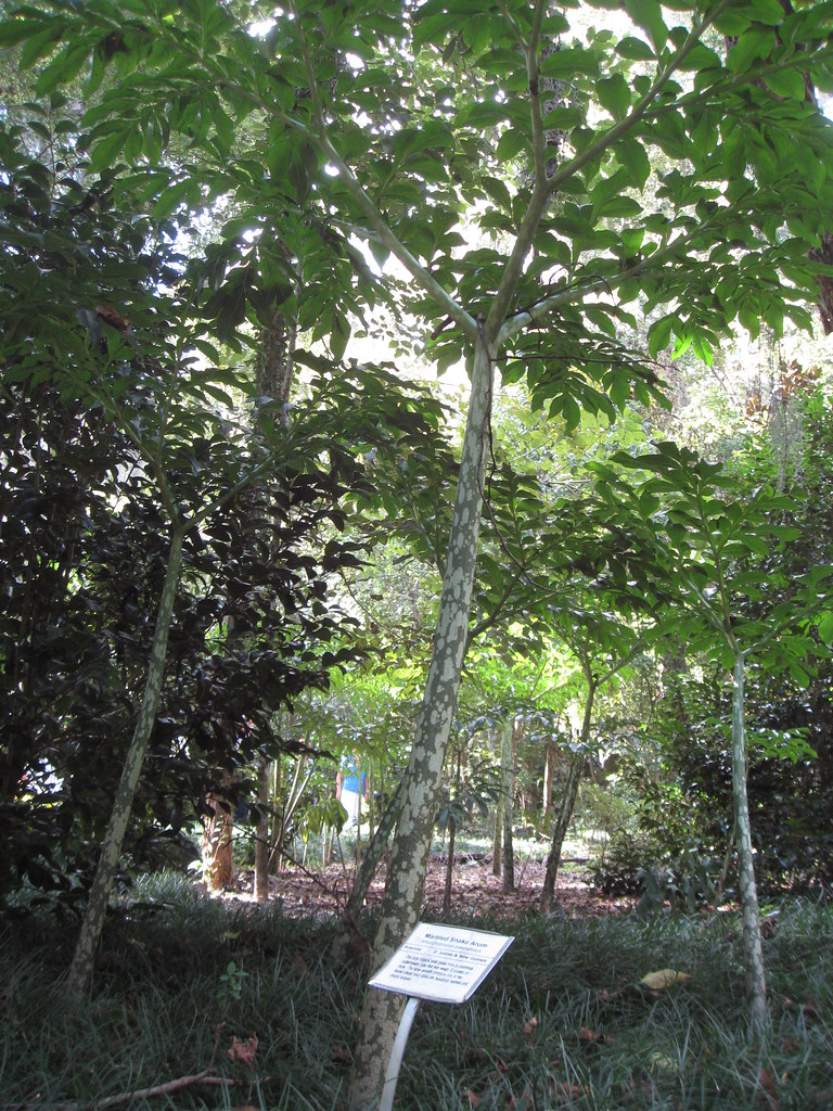 Marbled snake arum at Kanapaha Botanical Gardens