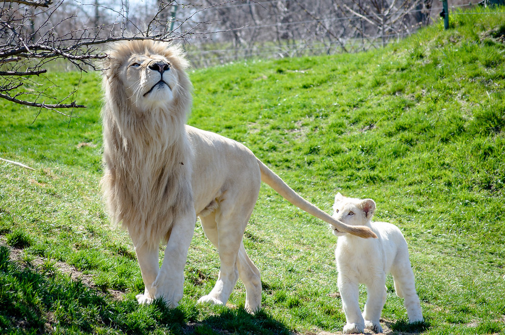 Toronto Zoo White Lions