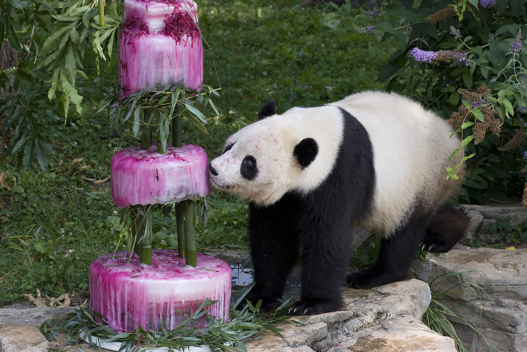 Smithsonian’s National Zoo’s Giant Panda Turns Four!